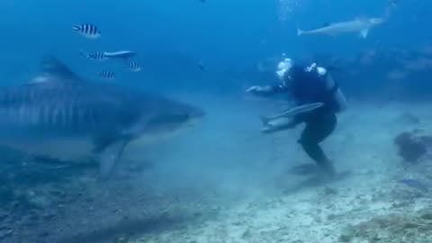 Tiger shark turns on diver