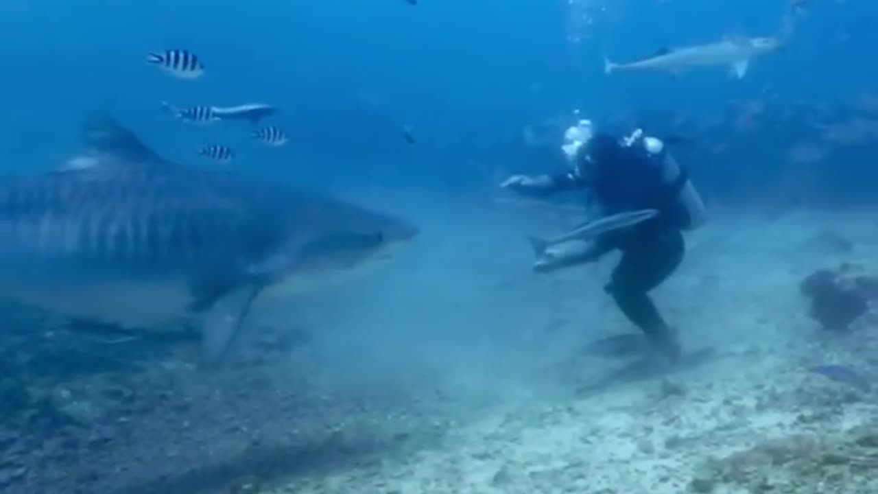 Tiger shark turns on diver