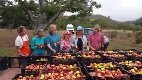 Patricia Showcasing Apples at the Bragg Farm, 2016