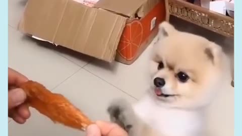 Funny puppy short video