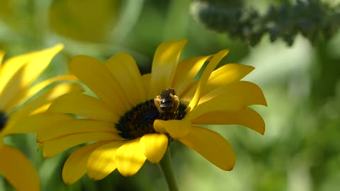 Groefbij (spec) op gele ganzenbleom