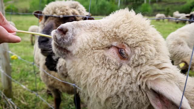 a sheep eating the flower