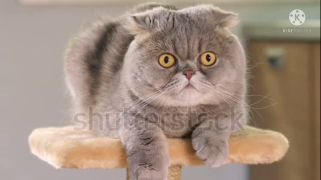 funny cute cat