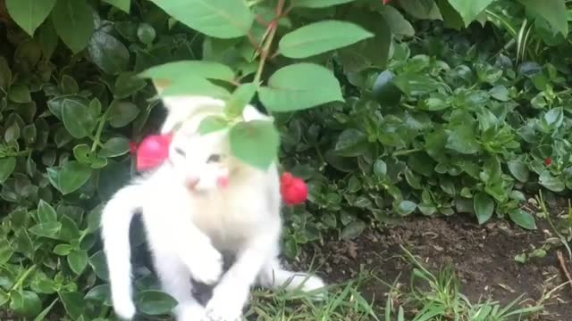 Cute cat playing with tree, cute cat