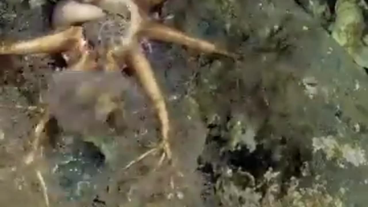 Greedy Star Fish