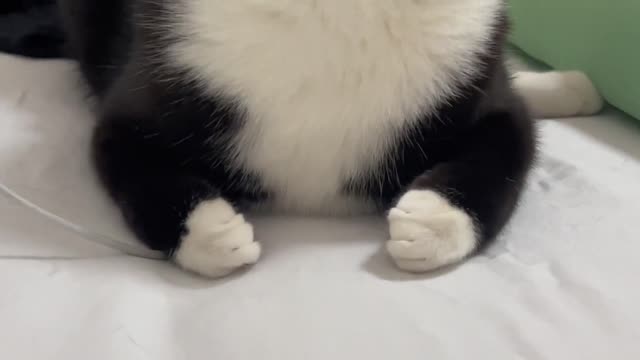 Cow cat white gloves