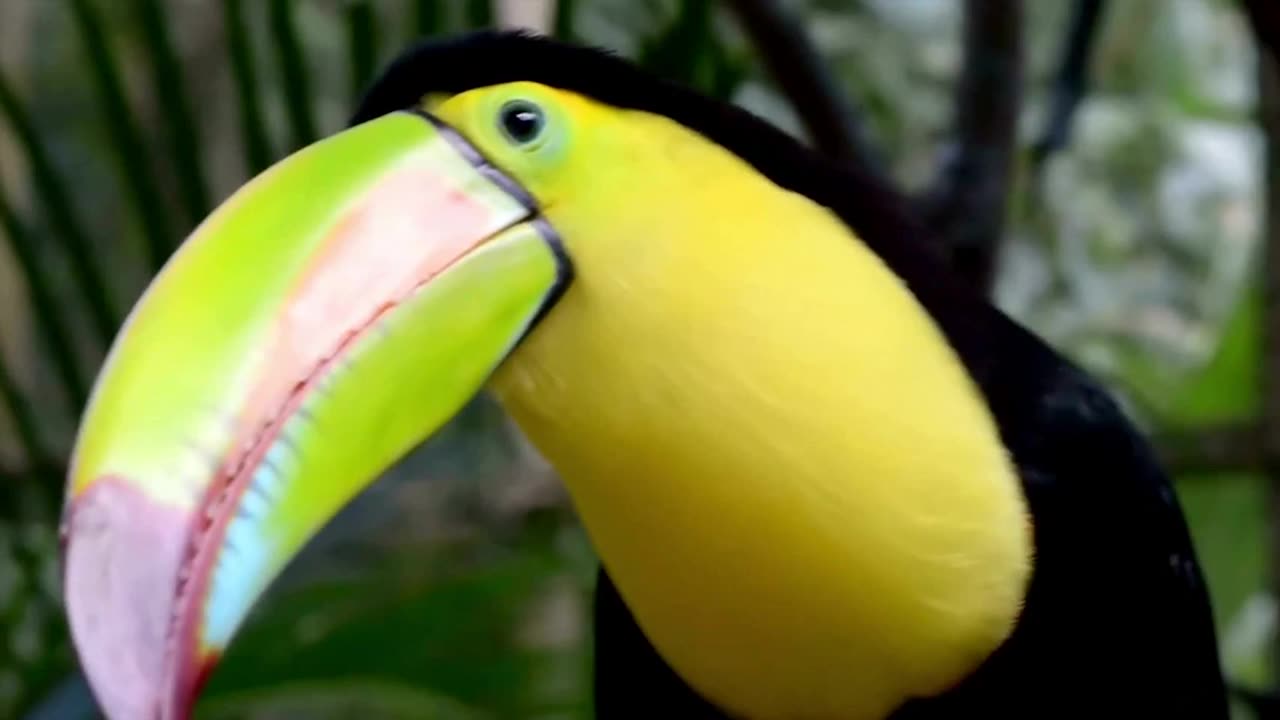 These Are The Most Beautiful Birds On The Planet Earth