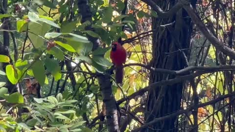 Beautiful male Cardinal