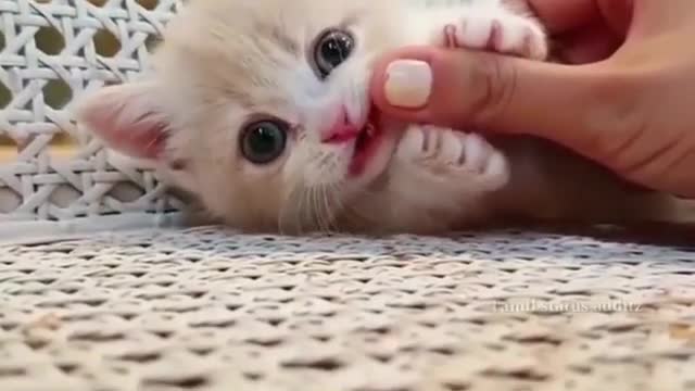 cute cat reaction funny lovely cat