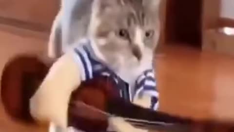 Cats funny videos😂😂🤣🤣🤣 try not to laugh