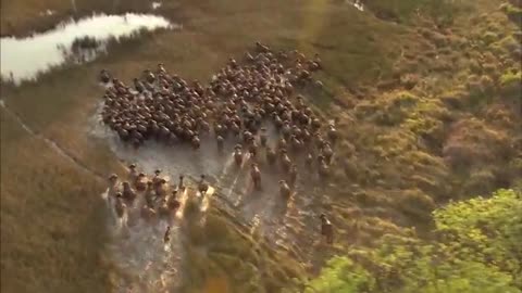 The Apex predator fighting to feed Their 21 Lions family