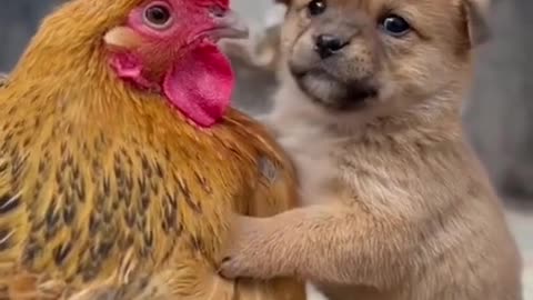 Dog and cock 🥰😍😆