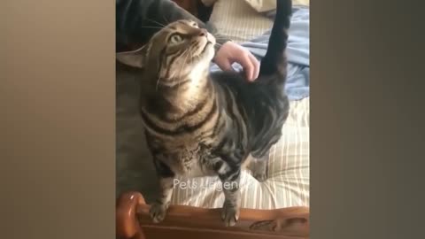 Funniest Animals