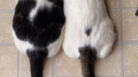 Twins