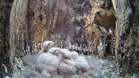 01. Kestrels overcome adversity as chicks hatch & grow.