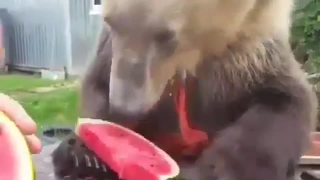 a bear that looks ferocious instantly becomes cute