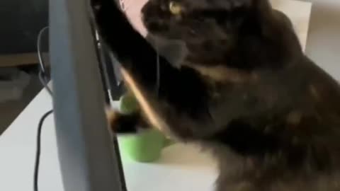 A video found on cuteobservation on Instagram