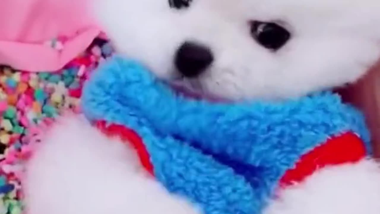 Cute little dog