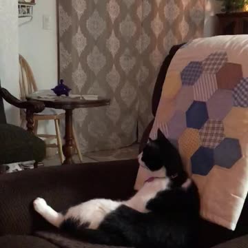 Cat In Recliner Watching TV