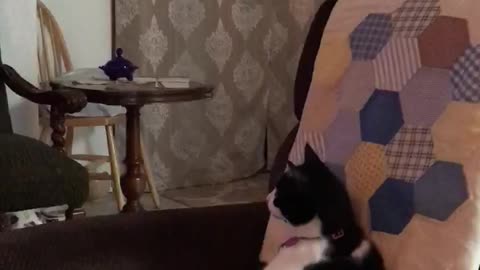 Cat In Recliner Watching TV