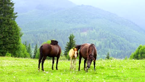 Horses family grazing in the meadow