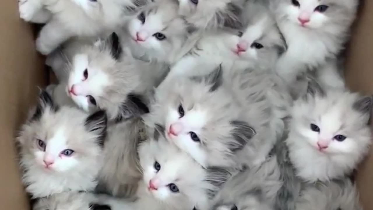 Cute cats 😻