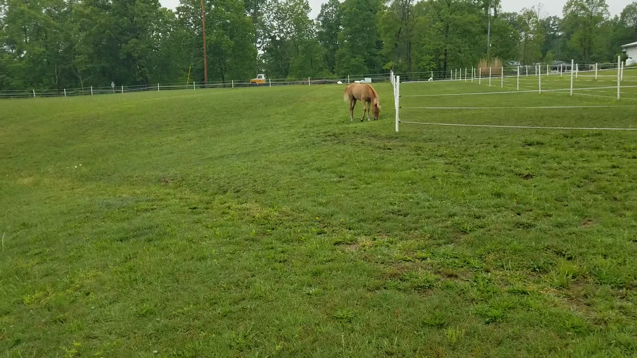 Run for the daisy's
