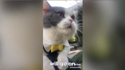 Talking CAts |Funny animals video