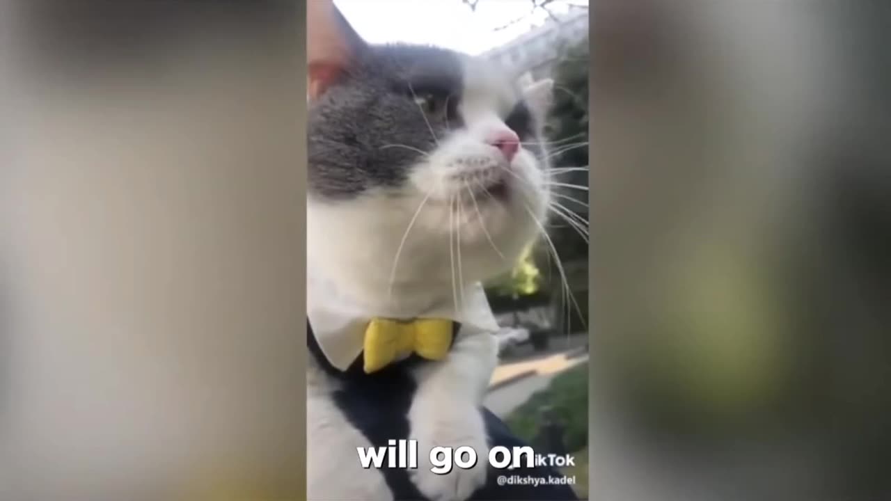 Talking CAts |Funny animals video