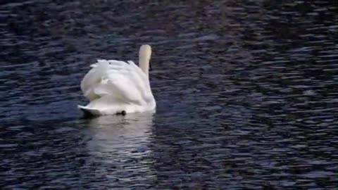 SWIMMING SWAN VIDEO WITH RELAXING MUSIC