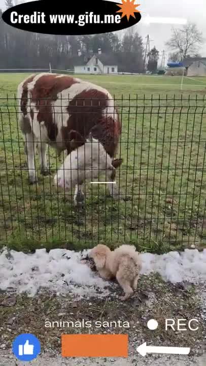Dog and cow best friends,Cute Dog Cow Video