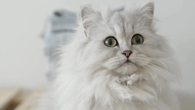 Cute pet
