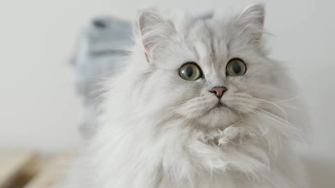 Cute pet