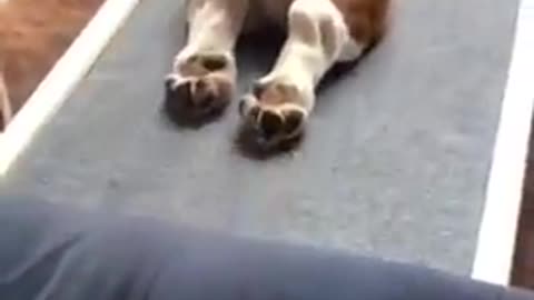 OMG So Cute Pets 💖 Best Funny Dogs New Videos 2021