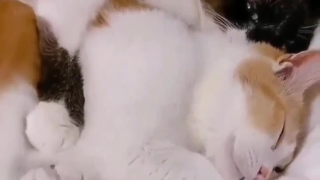 Cat 😺 Best Funny Clips