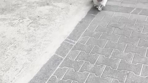 puppy walking sideways