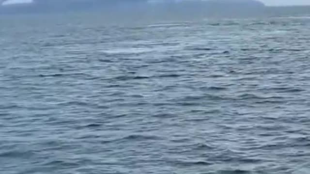 THEY WERE FILMING WHALES AND IT SUDDENLY HAPPENS