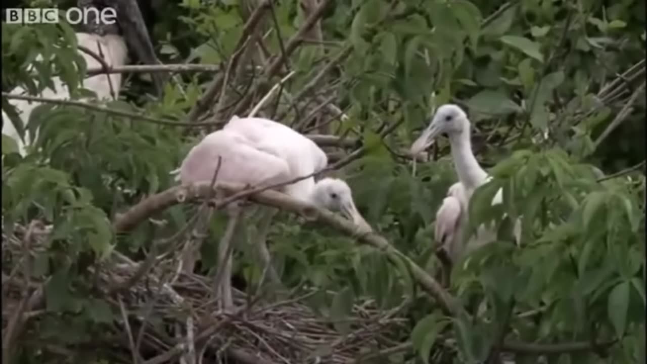 Best of BBC Talking Animals