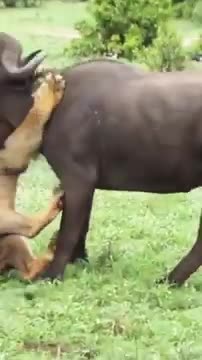 Lion vs Buffalo grueling fight #shorts