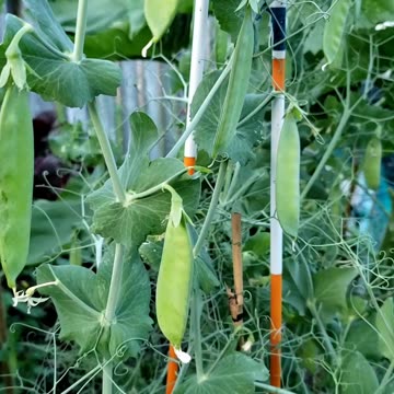 Growing Organic Green Peas