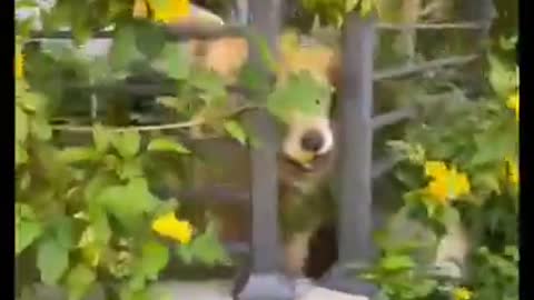 Person Befriends Dog And Plays Fetch With Them Through the Fence