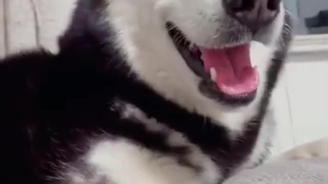 Cute and funny Dog 104