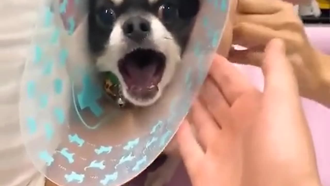 Cute puppy funny vid