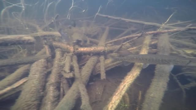 Friendly Fish