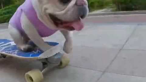 Good dog 😎 bulldogs play skateboard very well cool 🐕