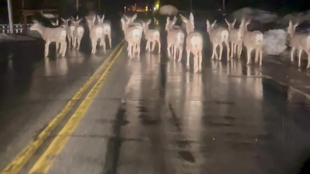 Deer Herd Slows Traffic