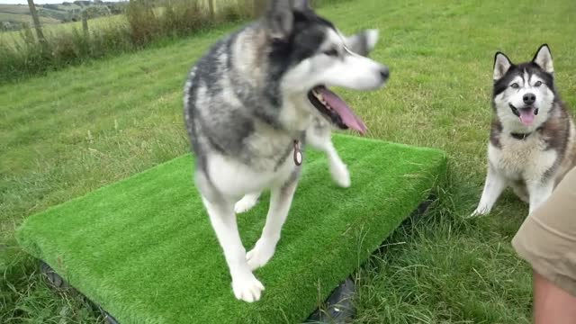 9 maneiras pelas quais os cães podem ajudá-lo a viver até os 100 anos