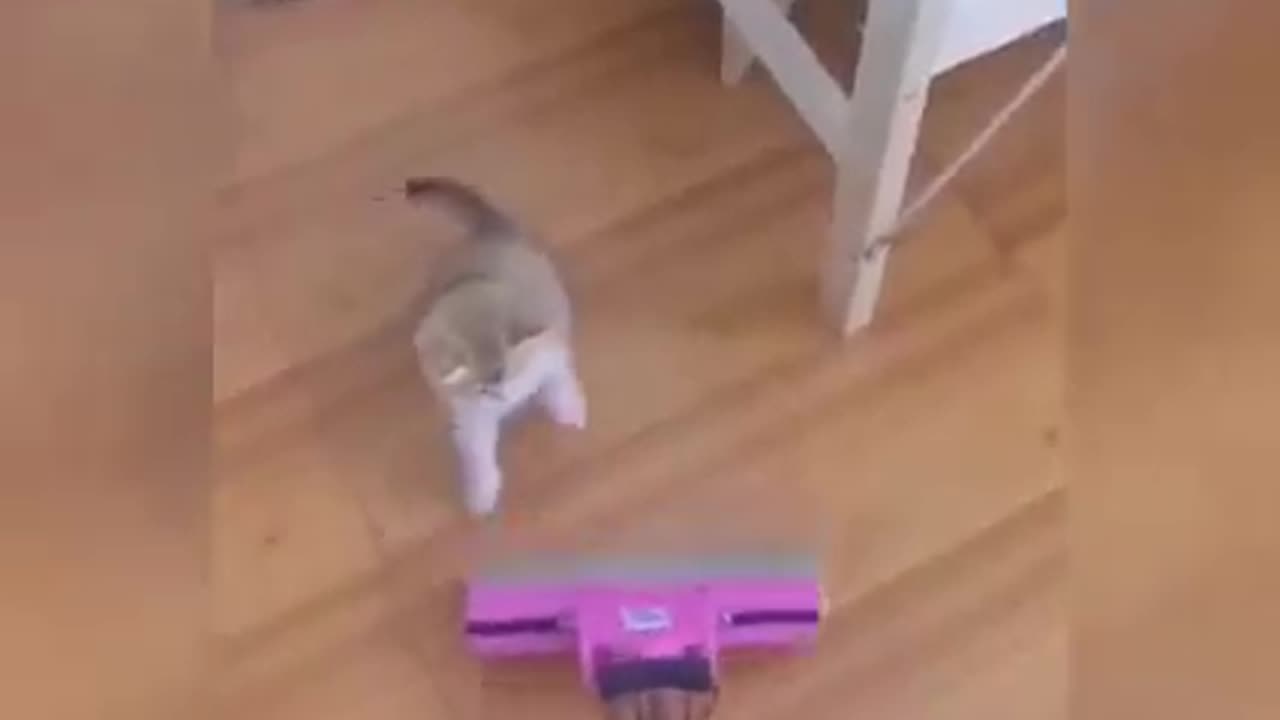 Cat funny video 🤣😂🤣🐱