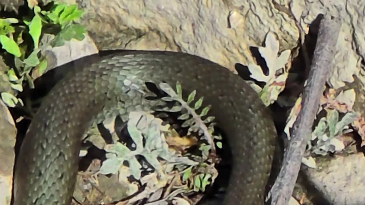 Beautiful grass snake lying on a river bank / beautiful snake next to a river.