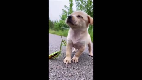 Puppy with mantises